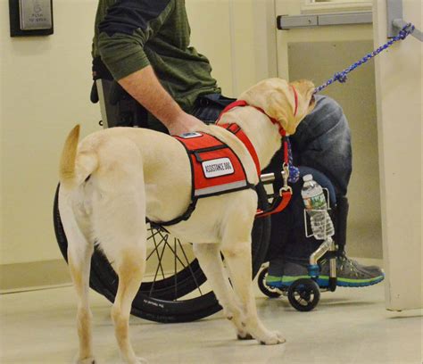 Service dog training near me. Things To Know About Service dog training near me. 